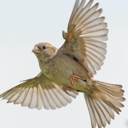Image for word 'bird'