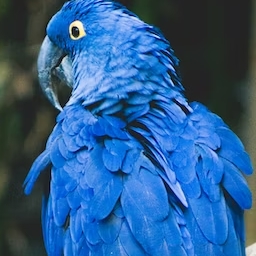 Image for word 'animal'